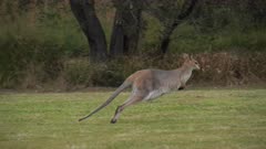 Red-necked Wallaby hopping in slow motion, female with Joey, close 3