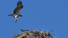 Eastern Osprey landing on nest with fish, slow-motion, female pushes him away to avoid stepping on newborns