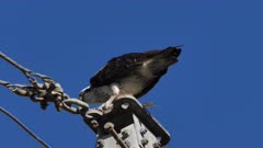 Eastern Osprey feeding on a fish on the top of an electricity pylon, closefemale, close up