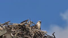 Eastern Osprey, adult on nest, a chick beside him, the secong raises the head, close