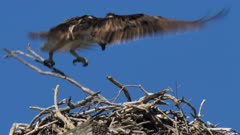 Eastern Osprey, male lands on nest with a branch, close, slow motion 2