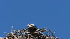 Eastern Osprey, male lands on nest with a branch, close, slow motion 3