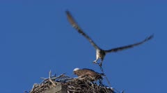 Eastern Osprey, male lands on nest with a prey, close, slow motion