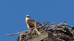 Eastern Osprey, female on nest on the alert for the flock of Ravens in the neighbourhood, close