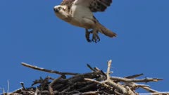 Eastern Osprey nest, adult flees, slowmotion, close up, 1/2