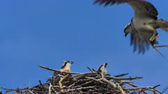 Eastern Ospreyon  nest, mother and grown chick on nest, male brings nesting material, slowmotion, close up