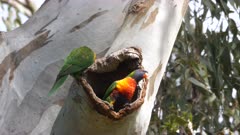 Rainbow Lorikeet, the owners come back, one arrives 20 minutes after Corellas left and inspects for suspicious activity 2/2