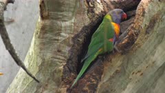 Rainbow Lorikeet arrives to a nest, checks if the female is doing well inside and flees, close 