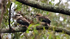 Laughing Kookaburra sequence 5, chicks about to leave the nest, clips on trees nearby being fed by the parents