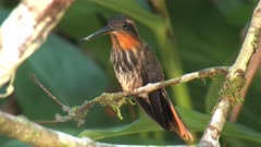 Hummingbirds Footage selection 1