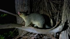 Common Brush-tailed Possum feed on fallen fruit, joey finish feeding and follows mom 5/5