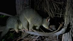 Common Brush-tailed Possum pair arriving to feed on fallen fruit, mother and joey 1/5