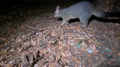 Common Brush-tailed Possum, mother and Joey passing by, night, wide