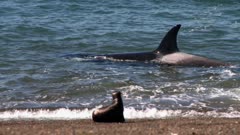 Orca Attack, Misses The Sea Lion Pup, Gets Stuck But Frees Himself.