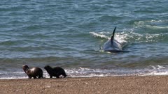 Orca Attack On Sea Lion Pups On The Beach, Orca Miscalculates