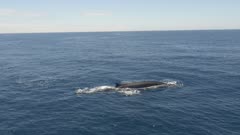 Fin whale surfaces and dives, 4K aerial