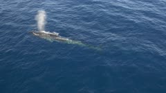 Fin whale surfaces, blows and dives again, 4K aerial top down follow move 