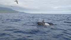 False Orca pod hunting, 4K gimbal side shot