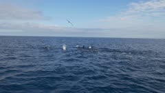 False Orca pod hunting, splashing diving close, HD 96fps gimbal follow shot