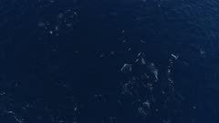 Dolphins and Shearwater birds hunt, medium wide 4K aerial