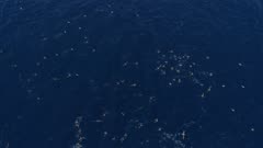 Dolphins and Shearwater birds hunt, very wide top down move in 4K aerial 50fps