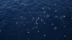 Dolphins and Shearwater birds hunt bait ball, medium top shot 4K aerial 50fps