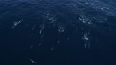 Superpod of Dolphins gather to hunt, 4K aerial frontal move