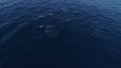 Superpod of dolphins gather to hunt, 4K aerial sideways move 