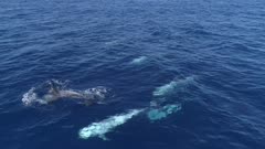 Pod of Risso´s dolphins swim in blue ocean, frontal move 4K aerial