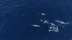 Pod of Risso´s dolphins swim in blue ocean, 4K aerial top down follow move