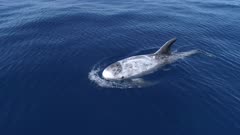 Risso´s dolphin swim in blue ocean, 4K aerial close shot