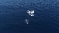 Two fin whales breach in calm blue ocean , 4K aerial 50fps