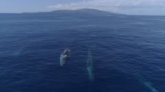 Group of fin whales swimming close in blue ocean, medium frontal shot 4K aerial
