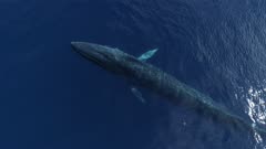 Fin whale surface and dives in blue ocean, close shot 4K aerial