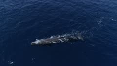 Sperm whale mother with baby inblue ocean, medium top down follow shot 4K aerial