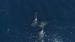 Pod of sperm whales in blue ocean stop and turn, top down follow shot 4K aerial