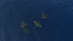 4 Mobulas (devil rays) cruise in blue ocean, medium top down 4K aerial