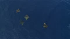 4 Mobulas (devil rays) swims in blue ocean, wide to medium top down 4K aerial