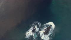 Humpback Whales feeding behavior in Norway, breach