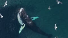 Orca Humpback Whale Feeding Behavior Aerial Norway
