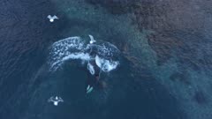 Orca feeding behavior in Norway, killer loop, carousel feeding
