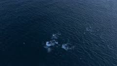 Humpback Whales hunting behavior in Norway, big pod wide shot