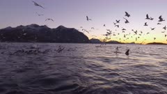Orca pod hunting at sunset 
