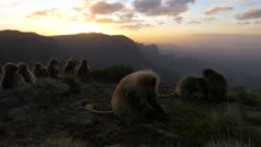 Gelada baboons group at sunset, male digging, gimbal move