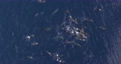 Aerial view of spotted dolphins copula, top down medium shot
