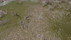 Vertical closer view on flock of flamingos on flooded Lake Bogoria / Kenya