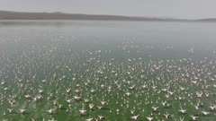 Flock of flamingos flying over Lake Bogoria / Kenya