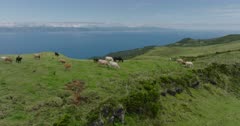 Aerial view of green cattle meadow on Pico Island / Azores, forward move