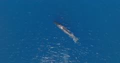 Aerial view of fin whale swimming in blue ocean / Azores, wide approach