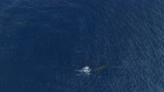 Aerial view of 2 sei whales swimming in blue ocean / Azores